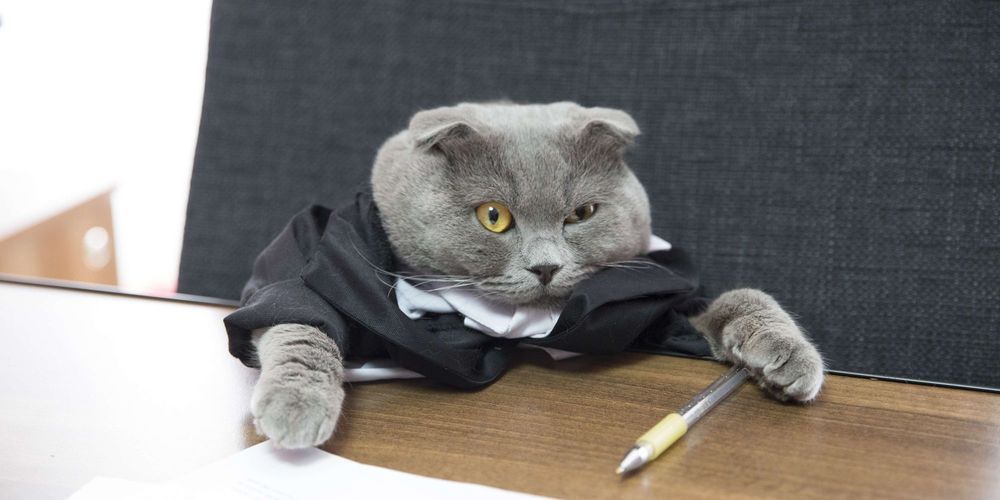 Boss, le chat patron