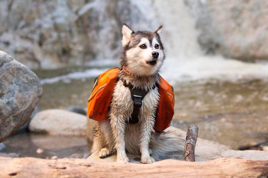 Les 50 plus beaux chiens du monde en photos