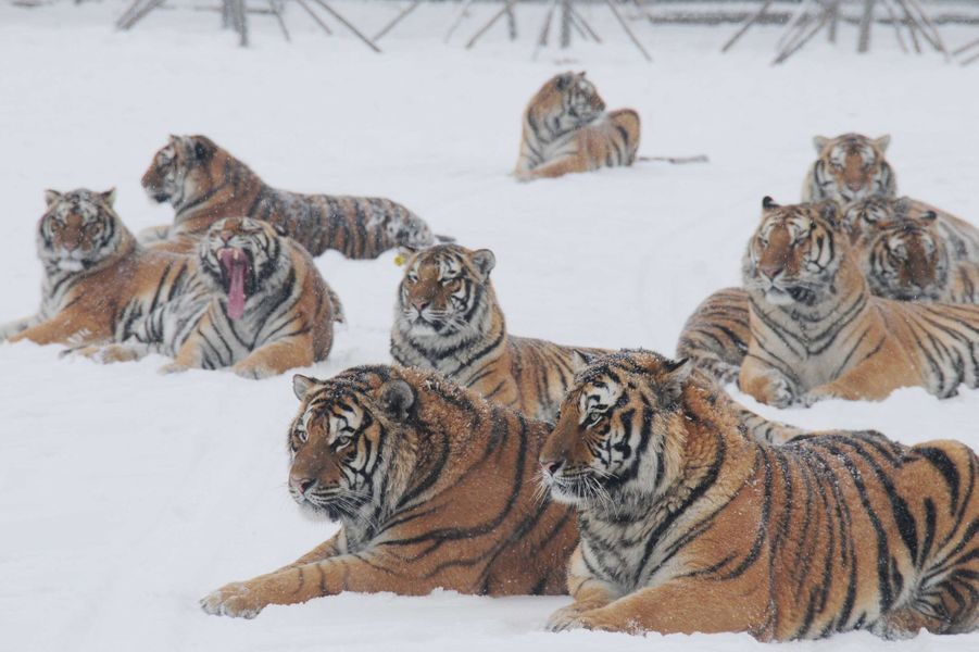 Tigres de Sibérie filmés depuis un drone : des images superbes ! La-majeste-des-tigres-de-Siberie