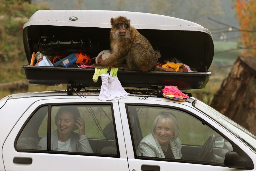 Les-macaques-voleurs-vident-le-coffre-de-toit-des-visiteuses-du-zoo.jpg